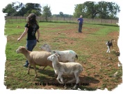 ABCA Tricolor Border Collie Nix working sheep at 6 months of age